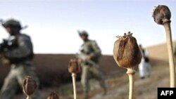 ایران مسیر ترانزیت هروئین افغانستان به خلیج فارس و اروپاست.