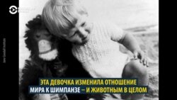 Как легендарная Джейн Гудолл изменила отношение мира к животным