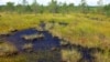 У Латвії планують відновити болота, які можуть слугувати природними бар’єрами на східному кордоні – Міноборони