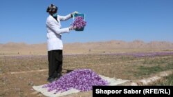 یک مزرعۀ زعفران در هرات