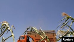 Уборка зерновых в России